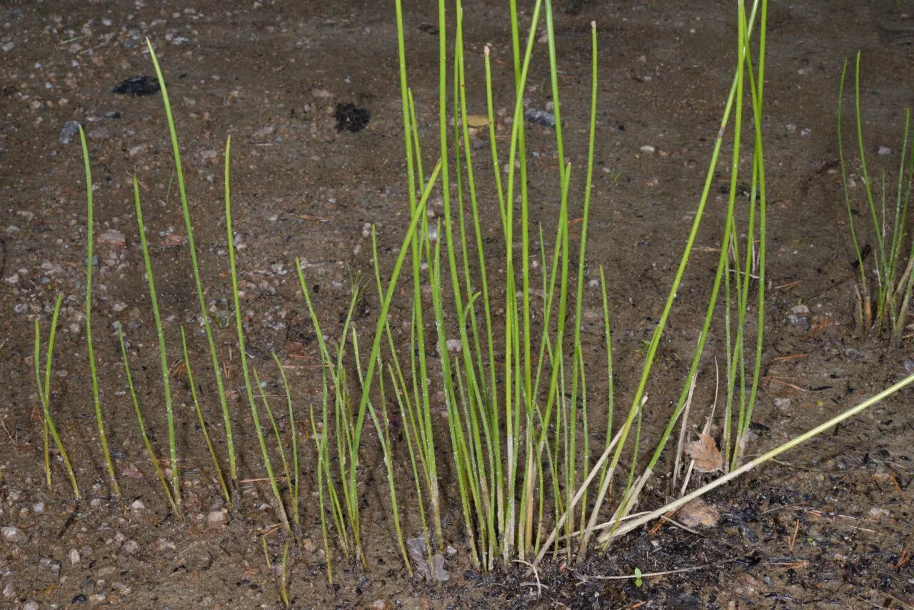 Eleocharis palustris photograph from the Finnish Biodiversity Information Facility