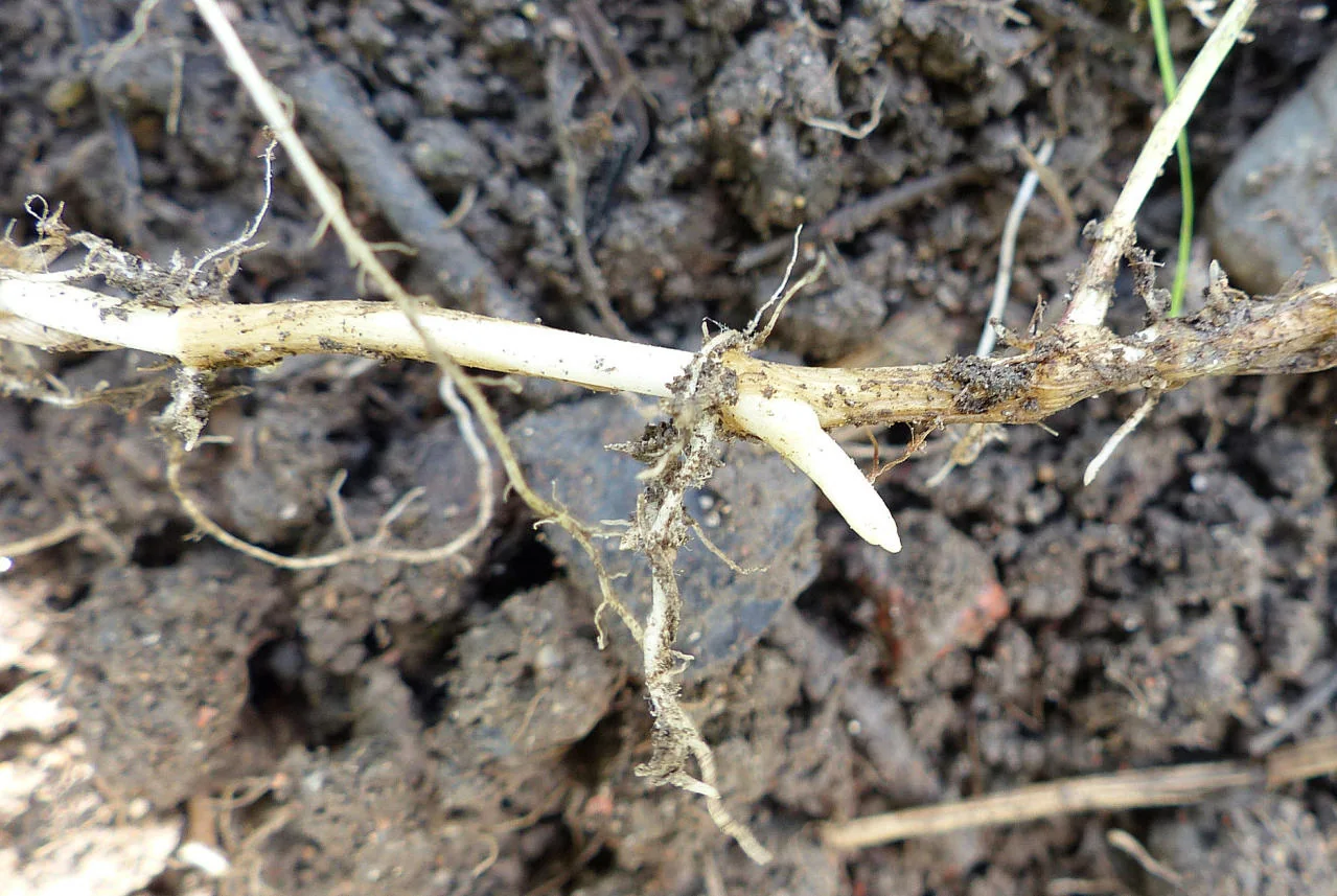 Elytrigia repens photograph from the Finnish Biodiversity Information Facility