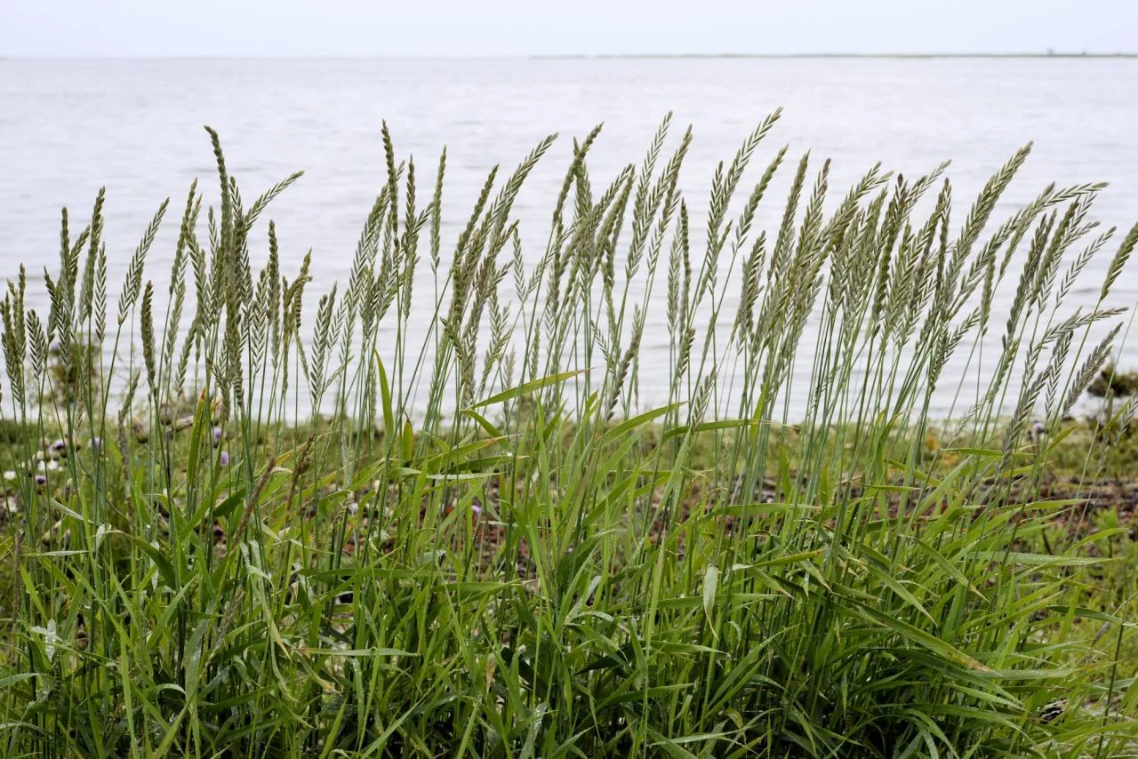 Elytrigia repens photograph from the Finnish Biodiversity Information Facility