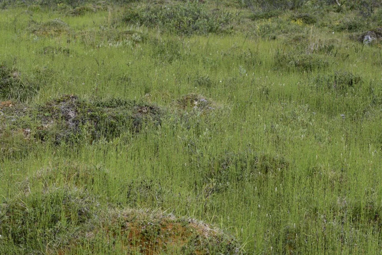 Equisetum palustre photograph from the Finnish Biodiversity Information Facility