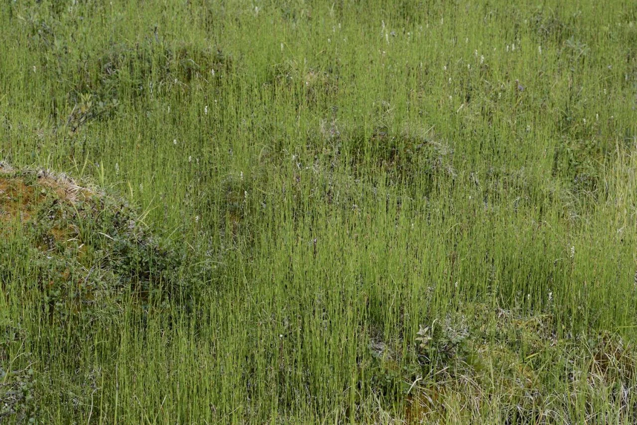 Equisetum palustre photograph from the Finnish Biodiversity Information Facility