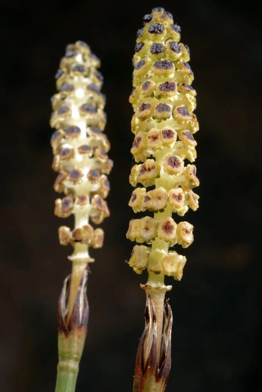 Equisetum palustre photograph from the Finnish Biodiversity Information Facility