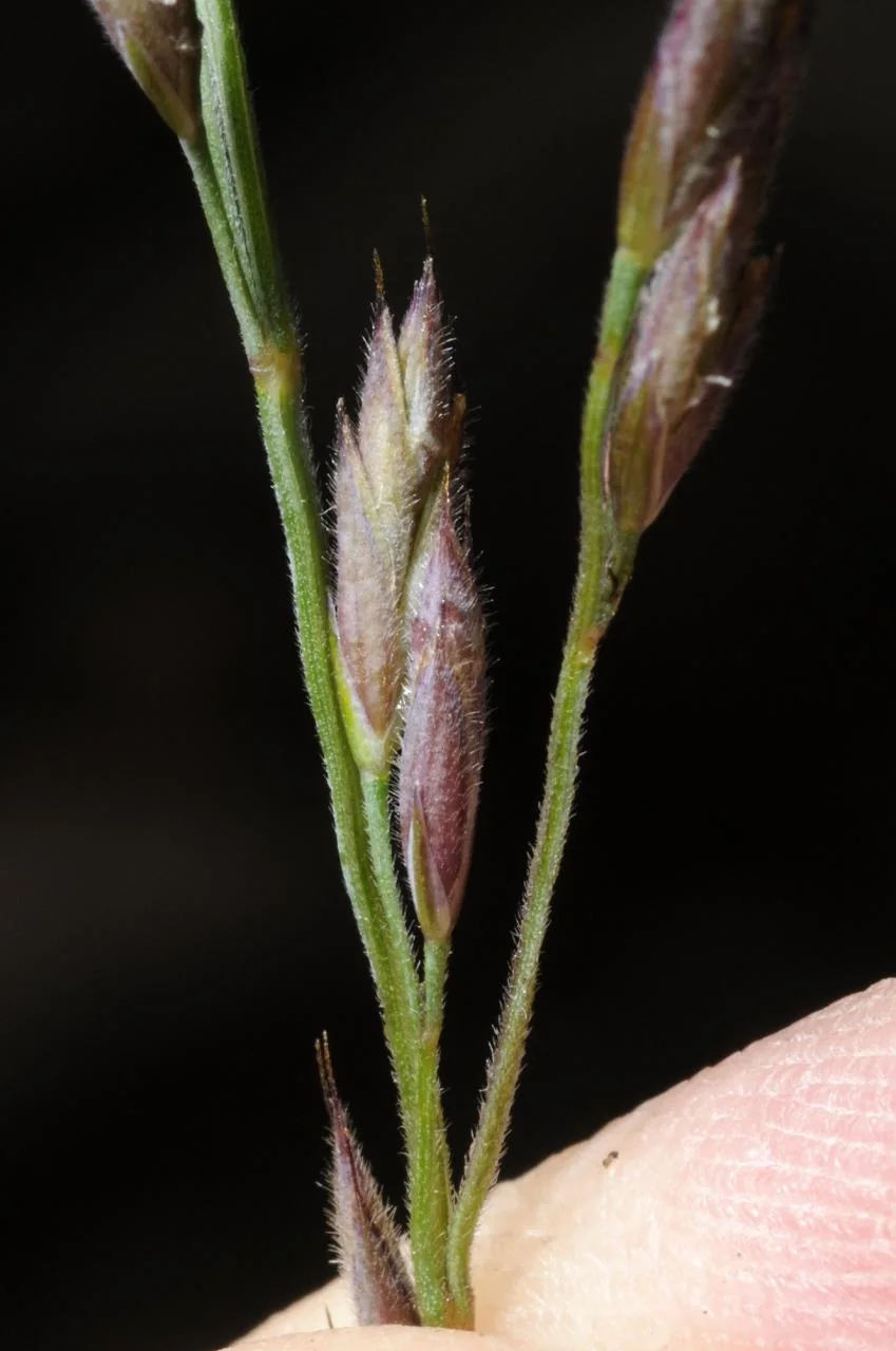 Festuca rubra photograph from the Finnish Biodiversity Information Facility