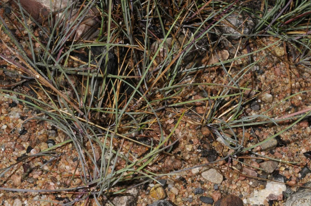 Festuca rubra photograph from the Finnish Biodiversity Information Facility
