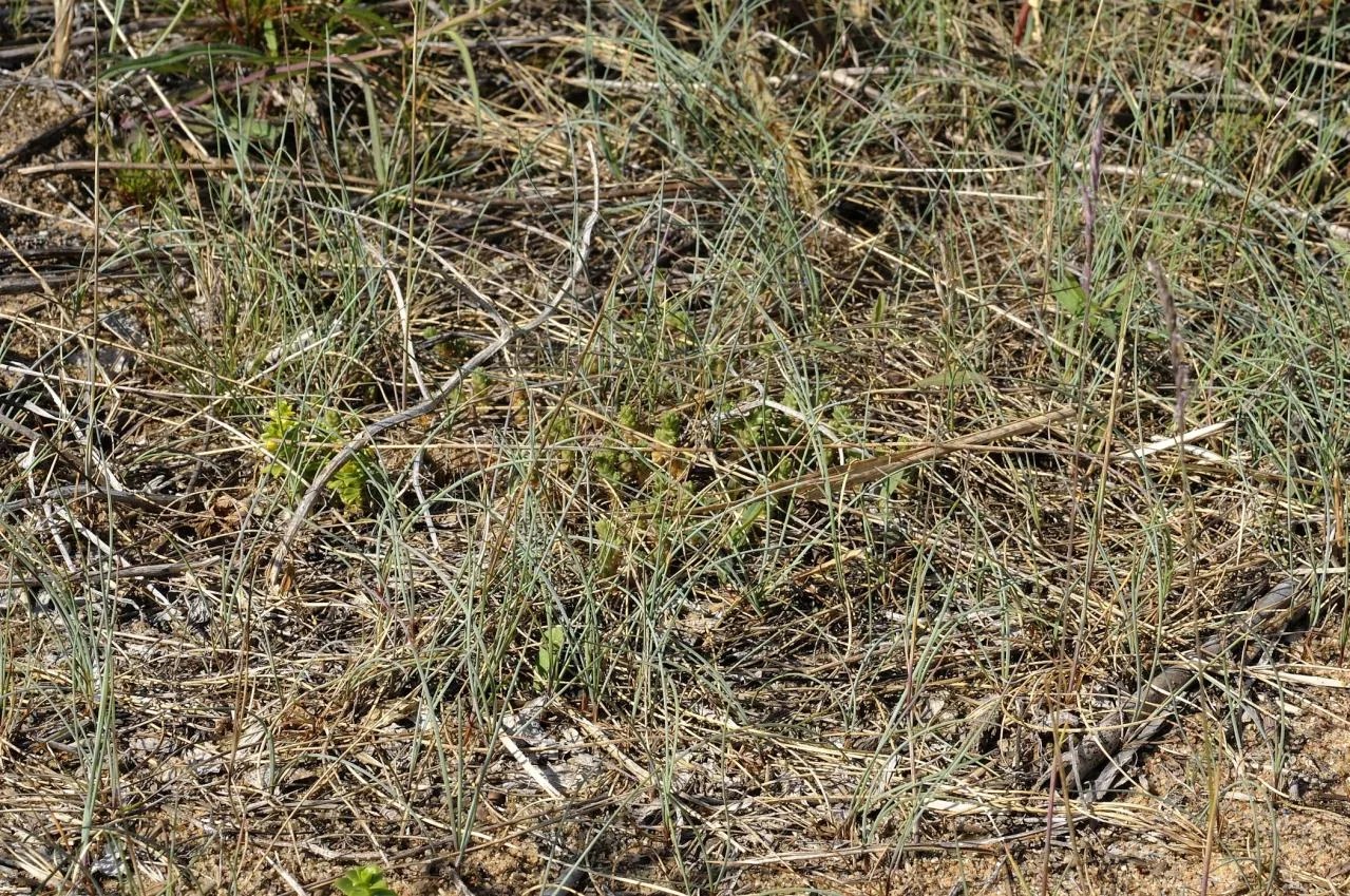 Festuca rubra photograph from the Finnish Biodiversity Information Facility