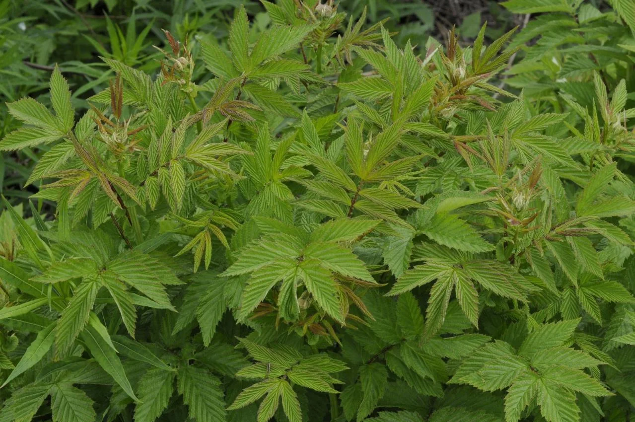 Filipendula ulmaria photograph from the Finnish Biodiversity Information Facility