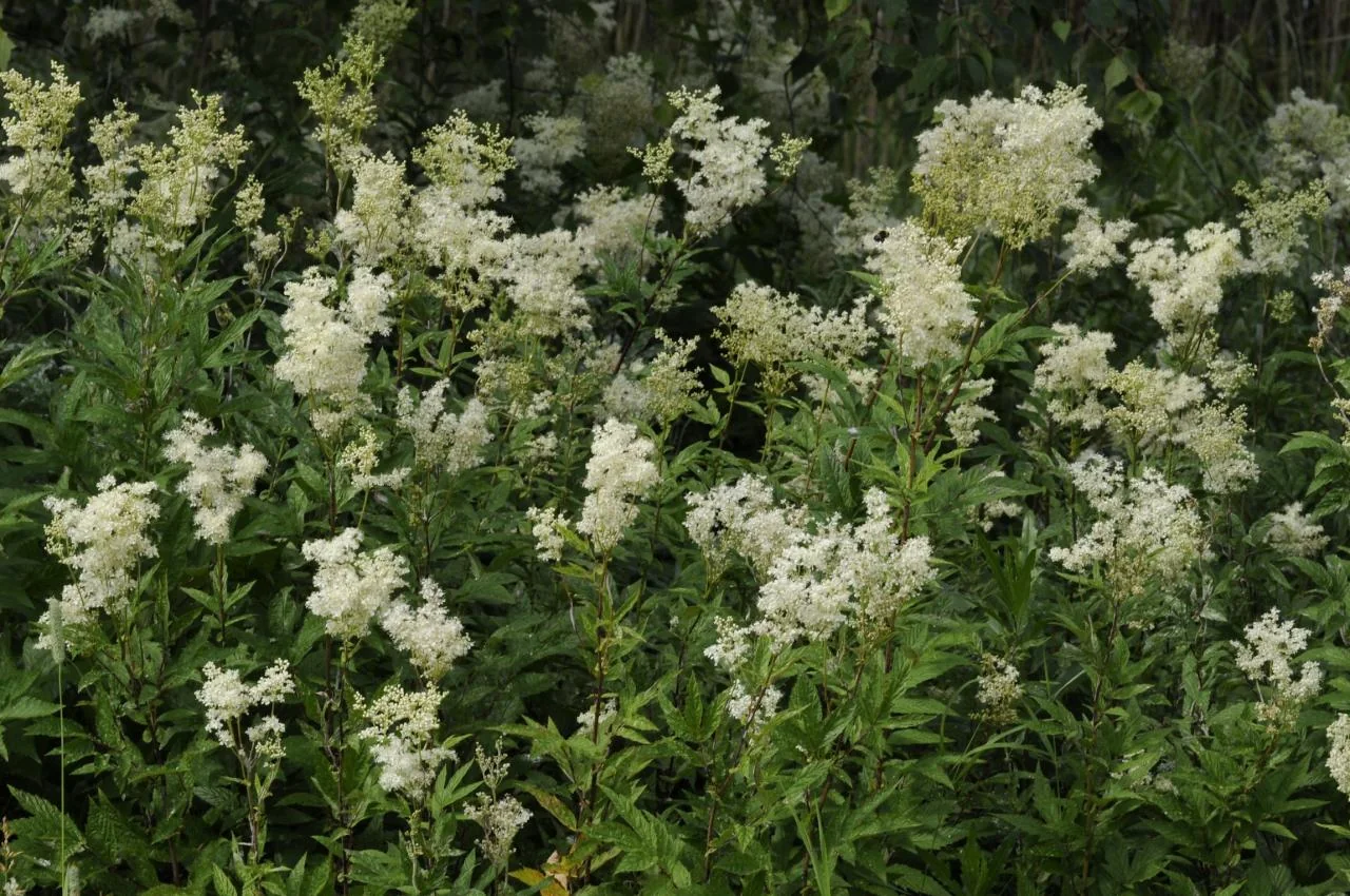 Filipendula ulmaria photograph from the Finnish Biodiversity Information Facility