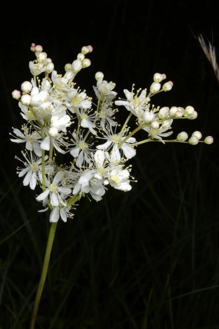 Filipendula vulgaris photograph from the Finnish Biodiversity Information Facility