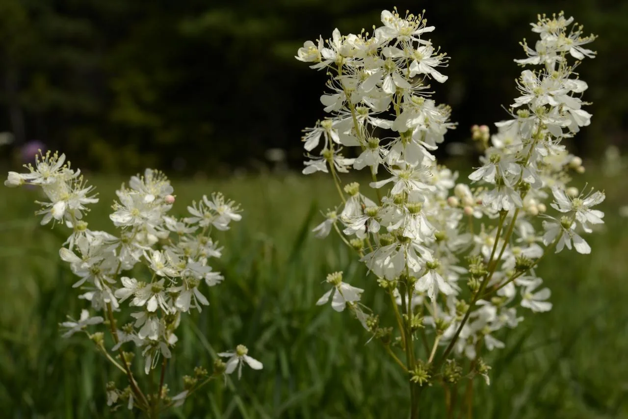 Filipendula vulgaris photograph from the Finnish Biodiversity Information Facility