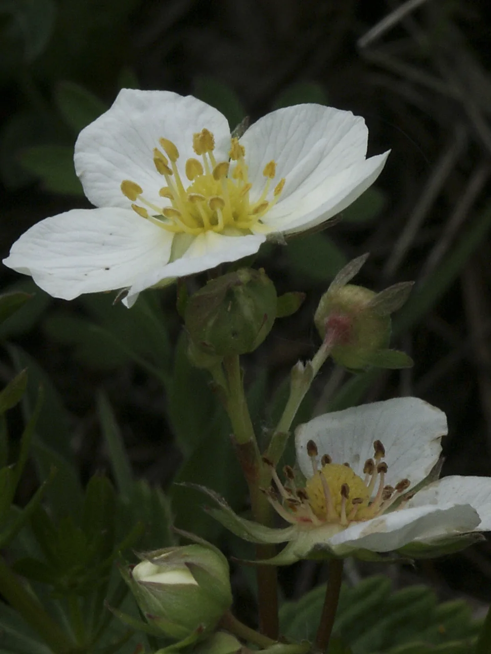 Fragaria viridis photograph from the Finnish Biodiversity Information Facility