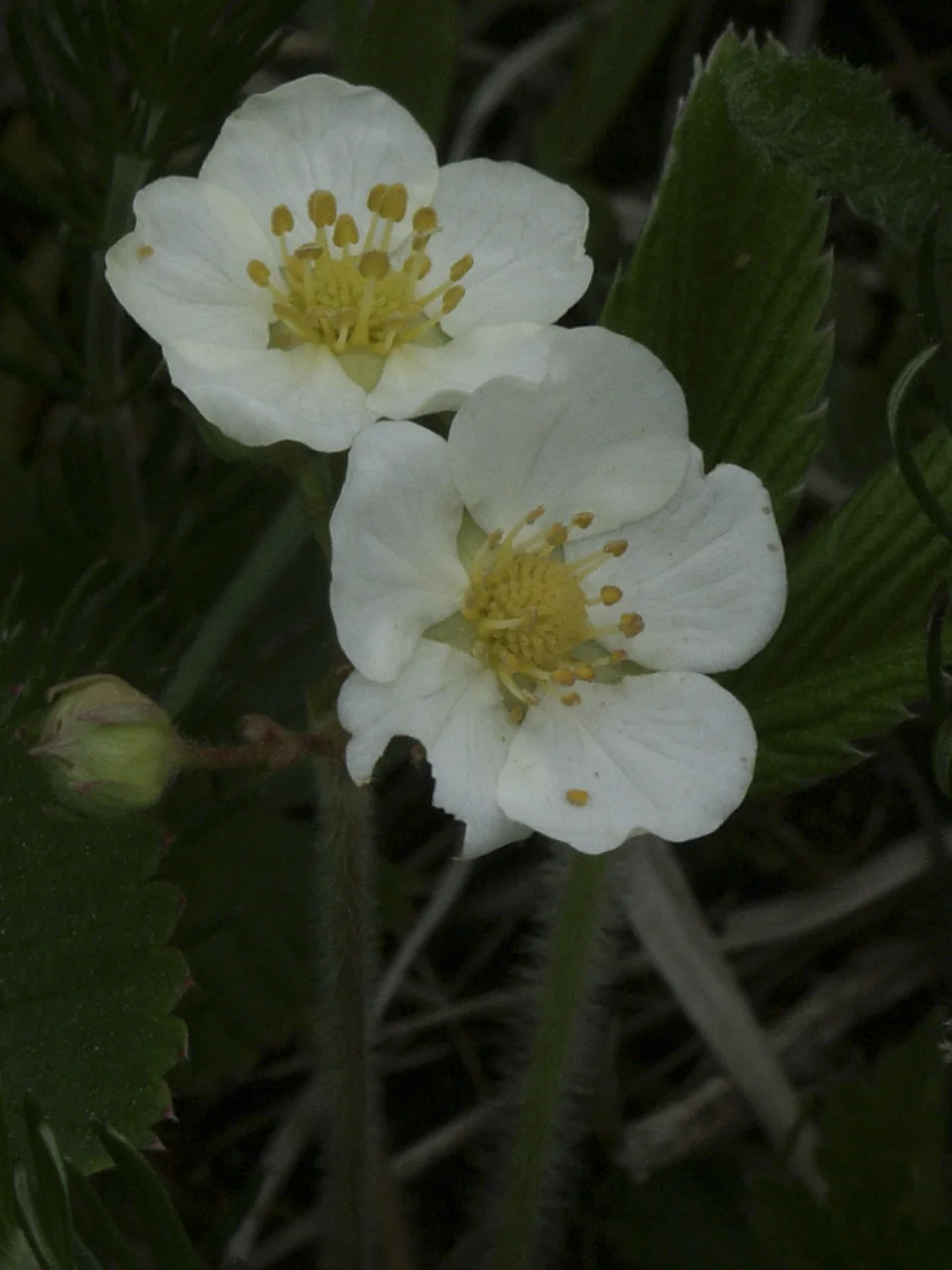 Fragaria viridis photograph from the Finnish Biodiversity Information Facility