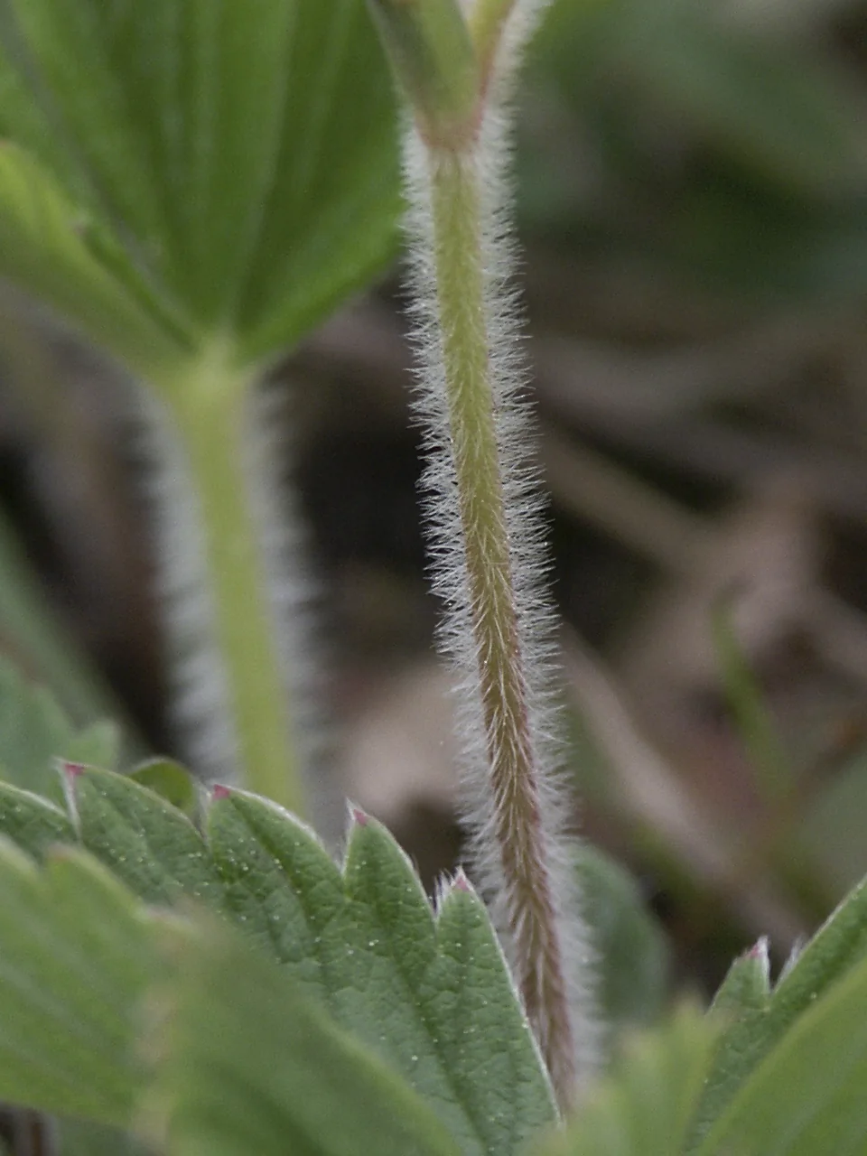 Fragaria viridis photograph from the Finnish Biodiversity Information Facility