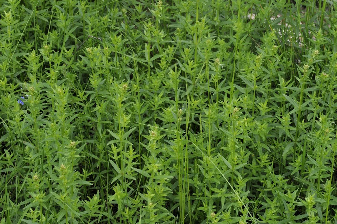Galium boreale photograph from the Finnish Biodiversity Information Facility
