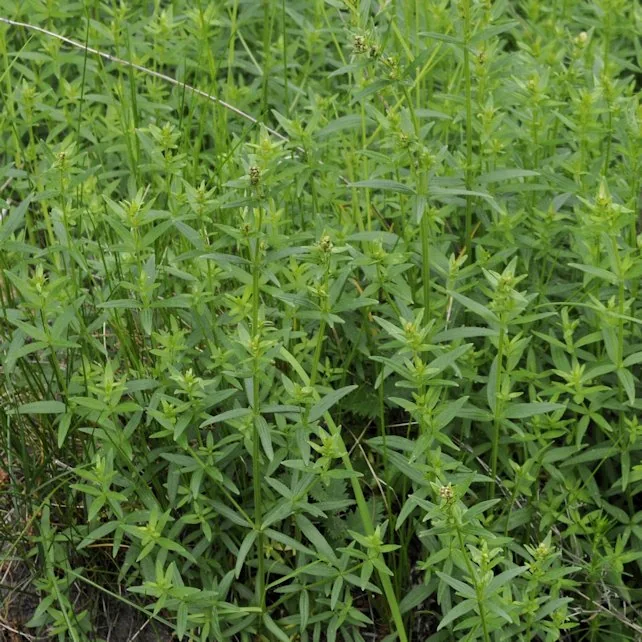 Galium boreale photograph from the Finnish Biodiversity Information Facility