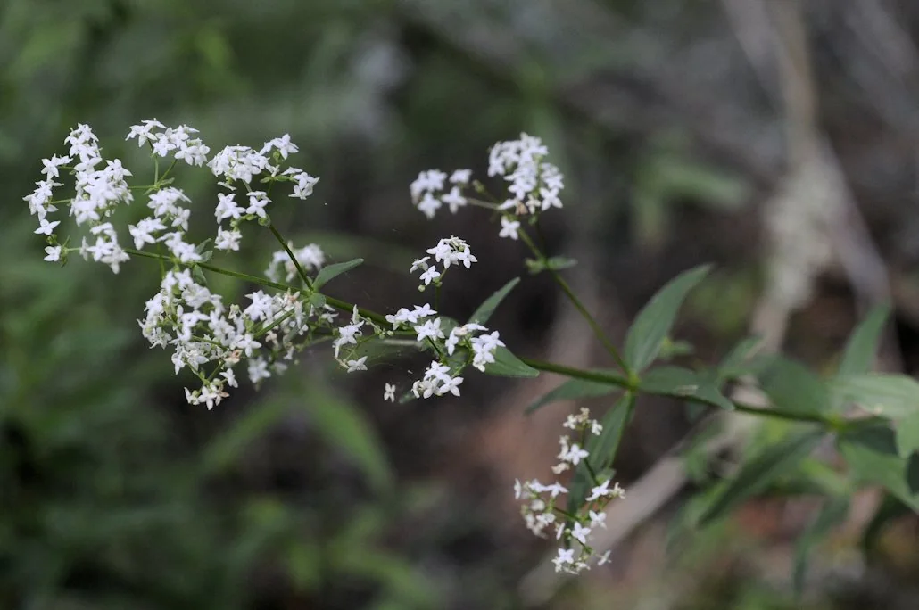 Galium boreale photograph from the Finnish Biodiversity Information Facility
