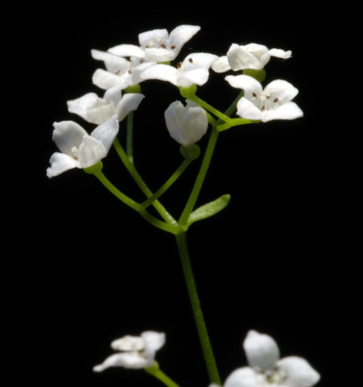 Galium palustre photograph from the Finnish Biodiversity Information Facility