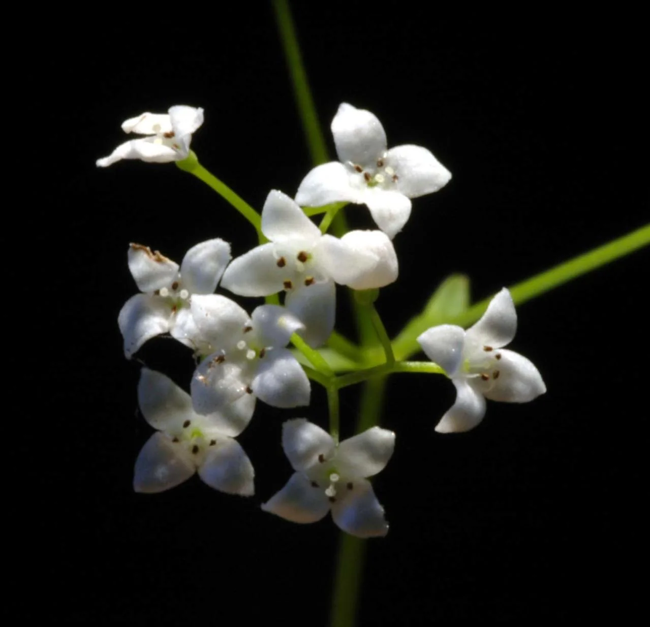 Galium palustre photograph from the Finnish Biodiversity Information Facility