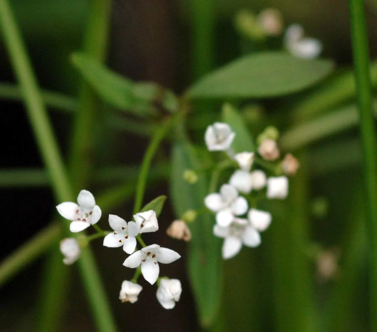 Galium palustre photograph from the Finnish Biodiversity Information Facility