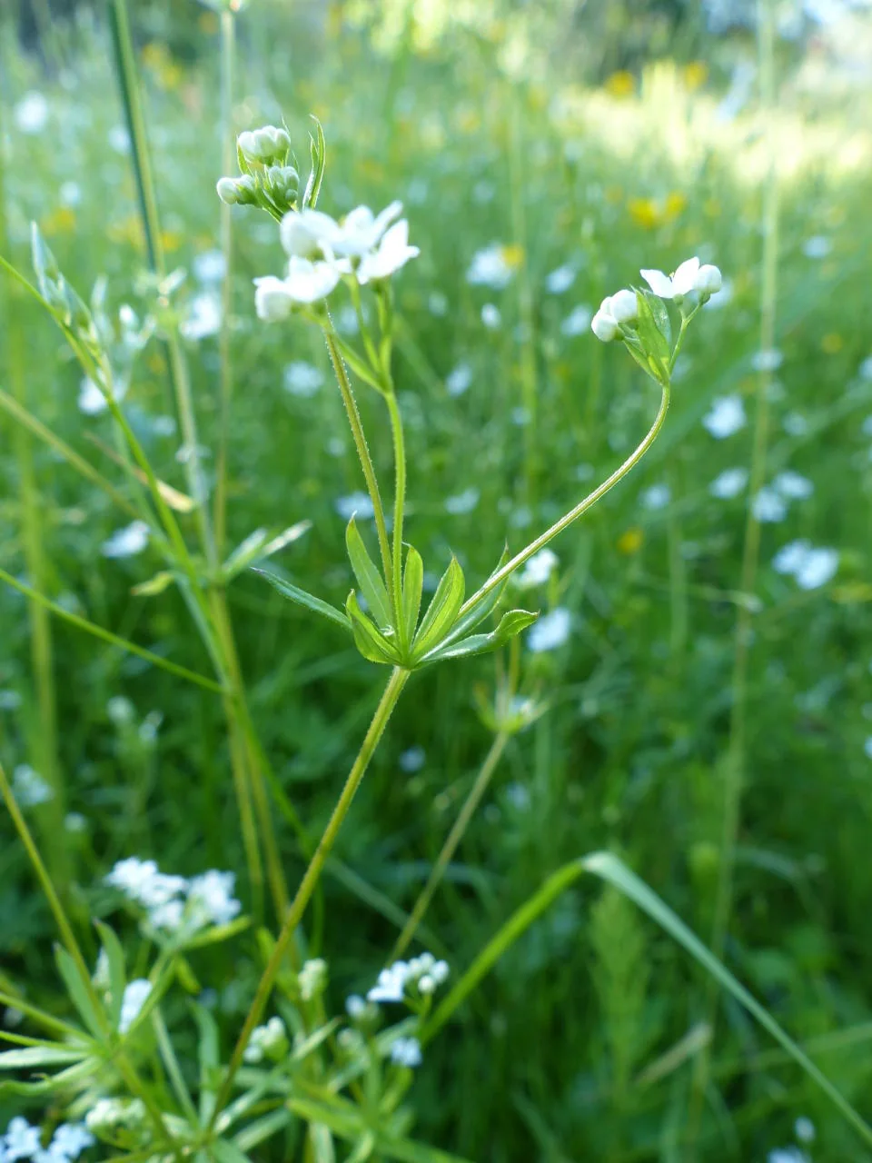 Galium uliginosum photograph from the Finnish Biodiversity Information Facility