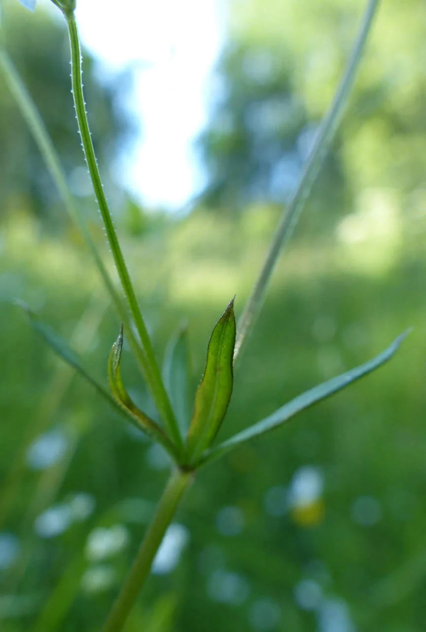 Galium uliginosum photograph from the Finnish Biodiversity Information Facility