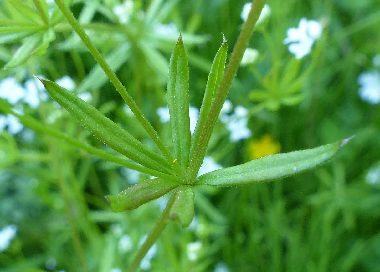 Galium uliginosum photograph from the Finnish Biodiversity Information Facility