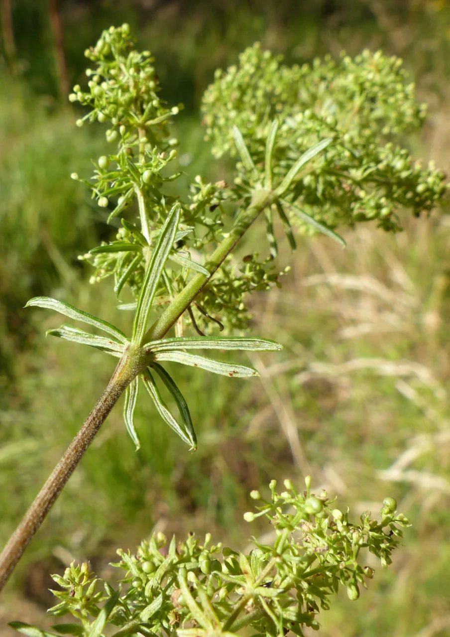 Galium verum photograph from the Finnish Biodiversity Information Facility