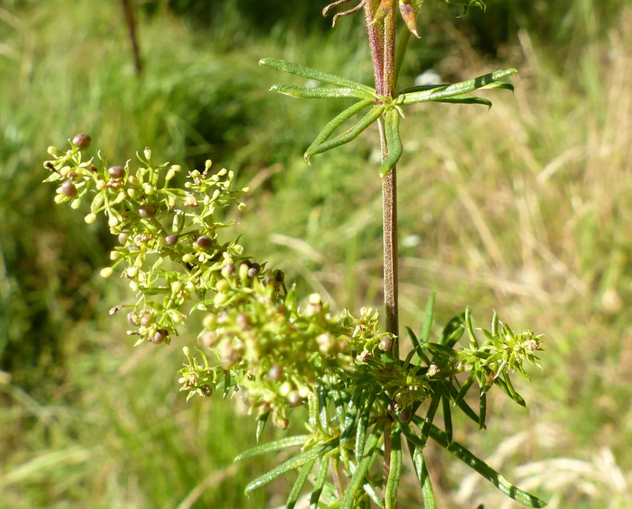 Galium verum photograph from the Finnish Biodiversity Information Facility