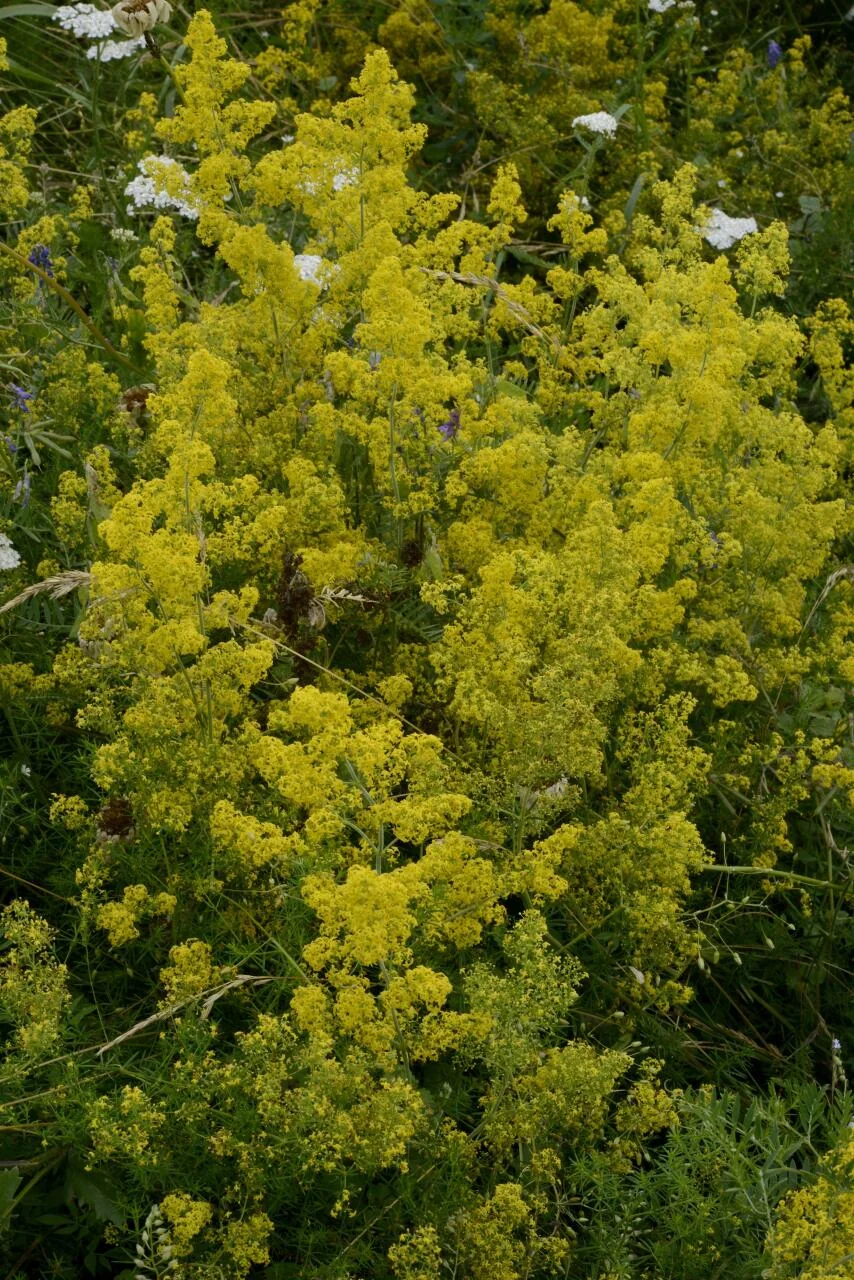 Galium verum photograph from the Finnish Biodiversity Information Facility