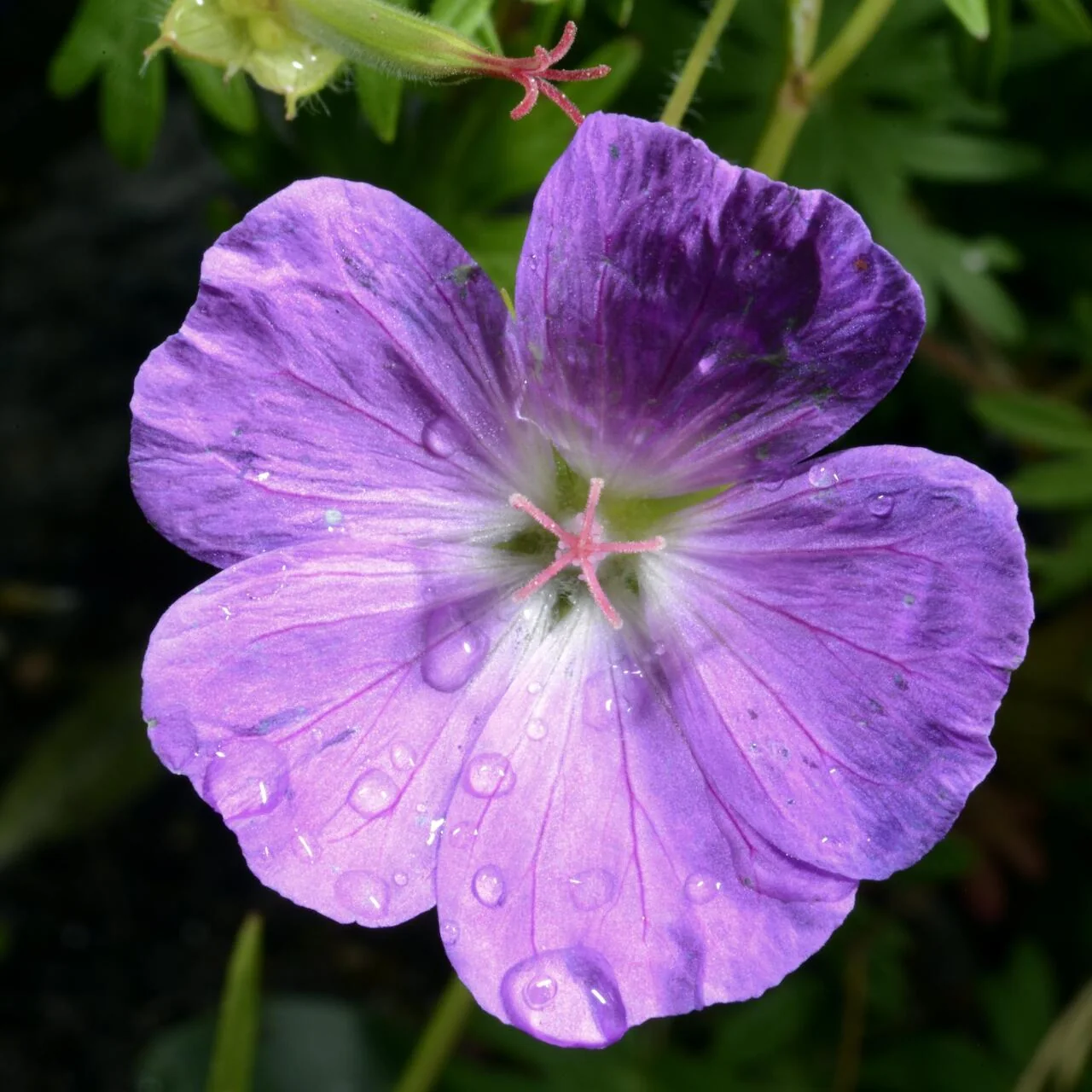 Geranium pratense photograph from the Finnish Biodiversity Information Facility