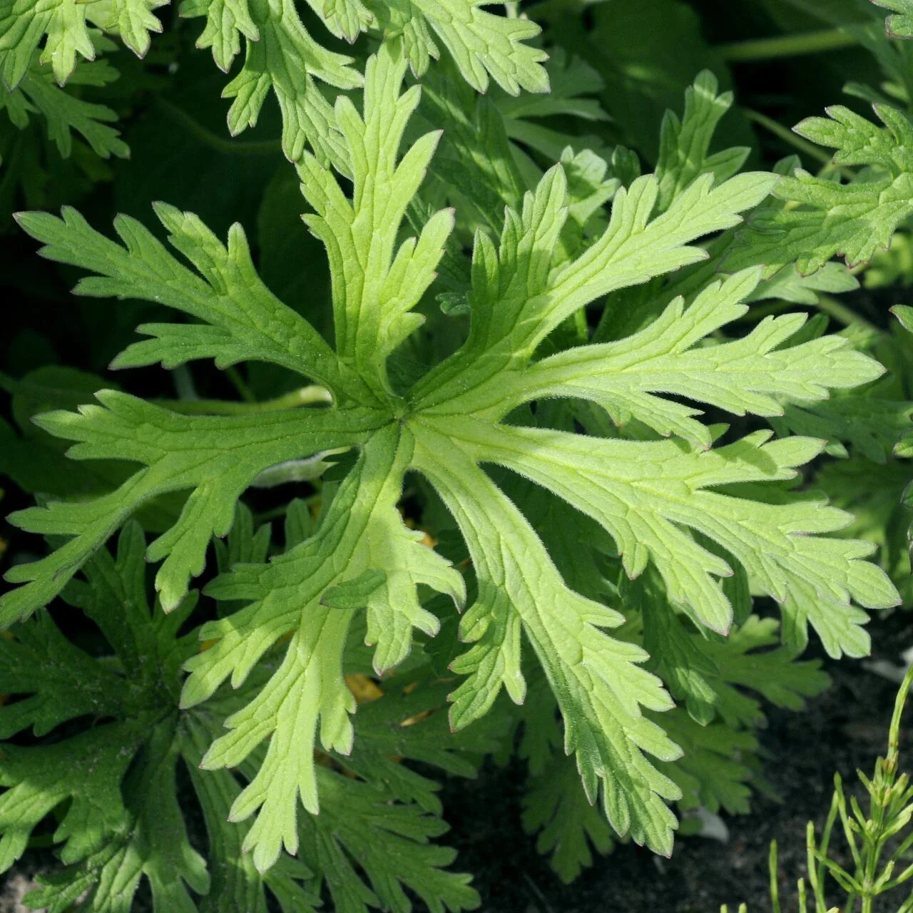 Geranium pratense photograph from the Finnish Biodiversity Information Facility