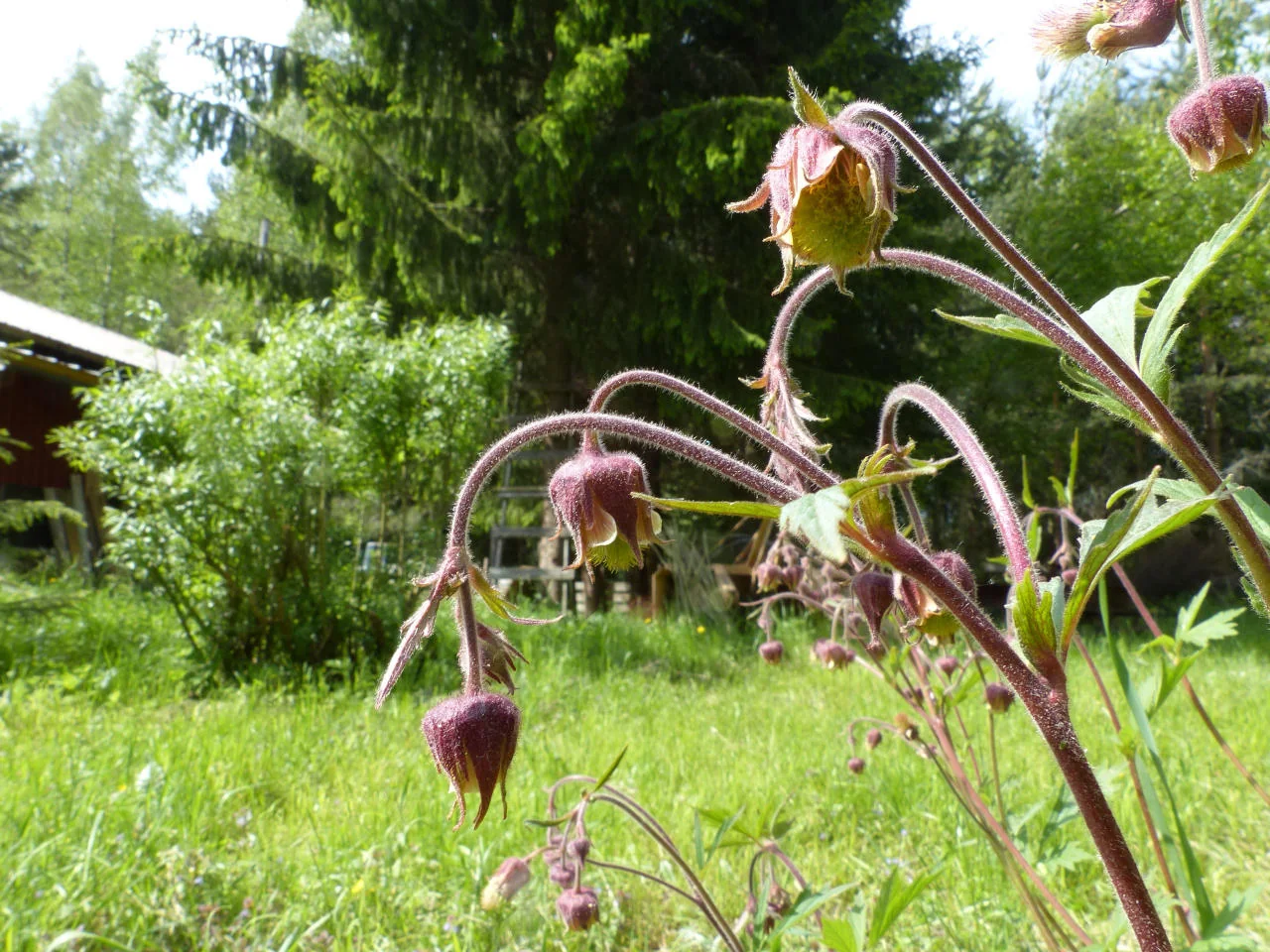 Geum rivale photograph from the Finnish Biodiversity Information Facility