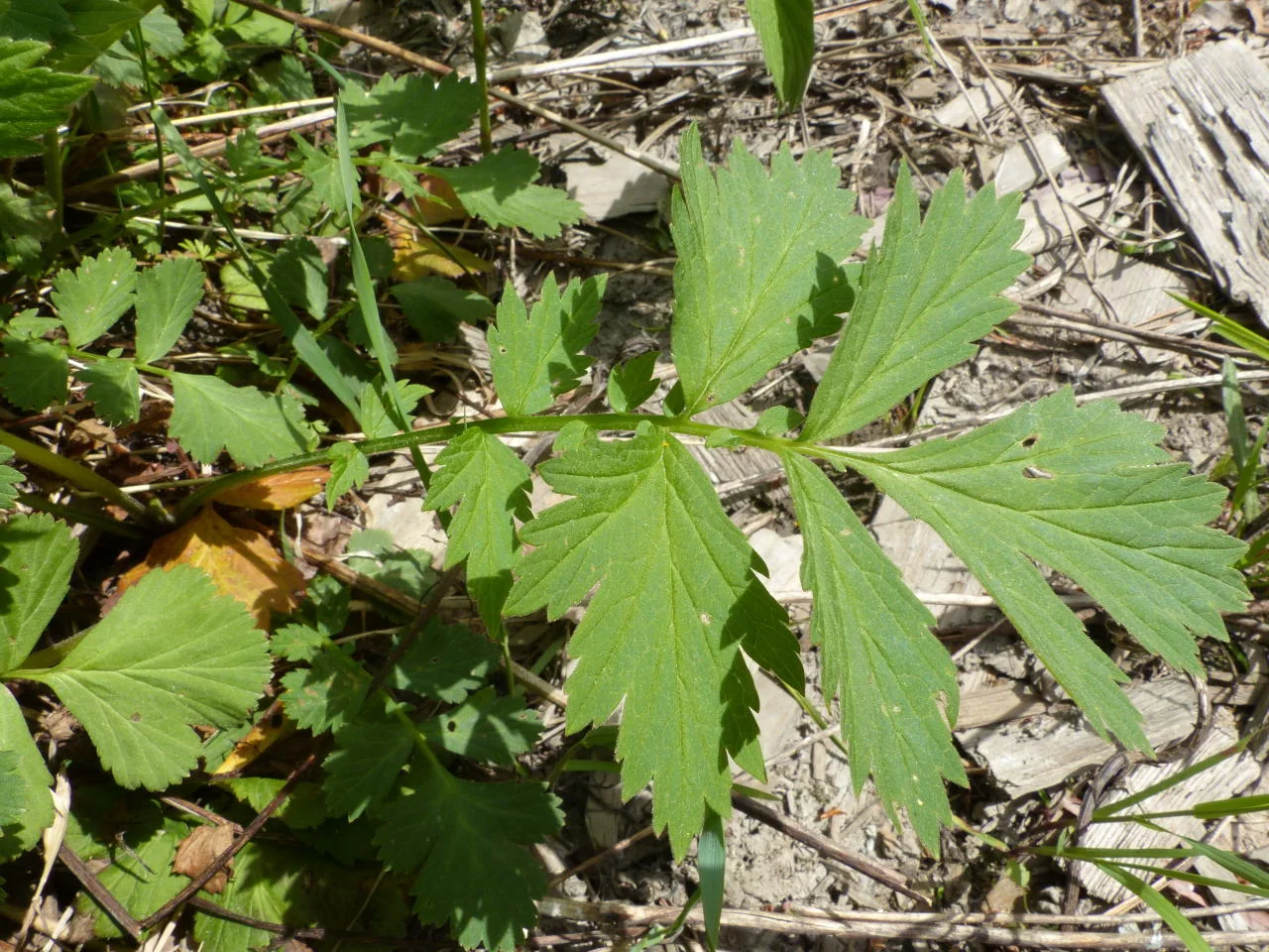 Geum rivale photograph from the Finnish Biodiversity Information Facility