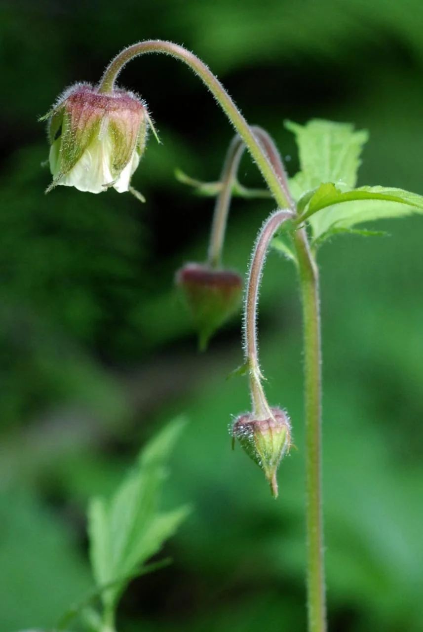 Geum rivale photograph from the Finnish Biodiversity Information Facility