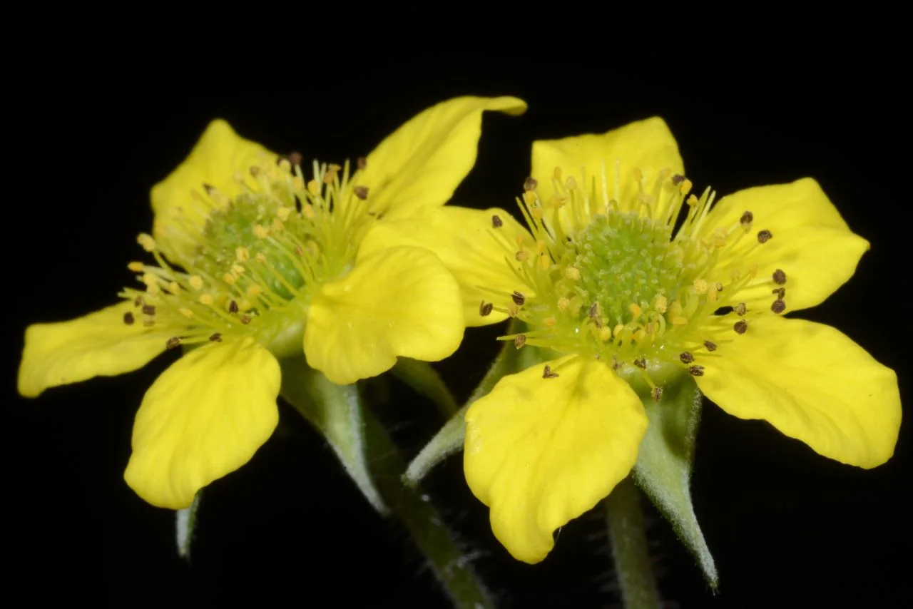Geum urbanum photograph from the Finnish Biodiversity Information Facility