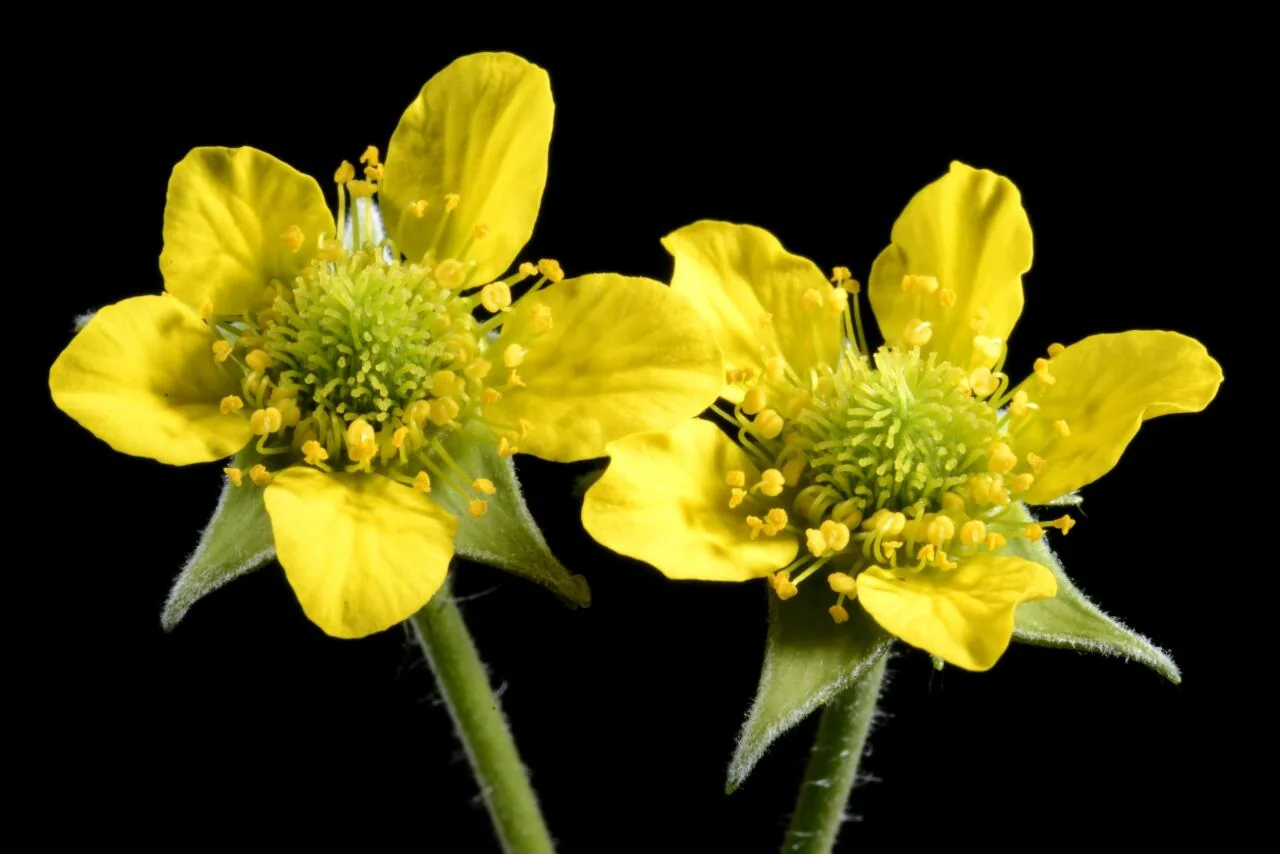 Geum urbanum photograph from the Finnish Biodiversity Information Facility