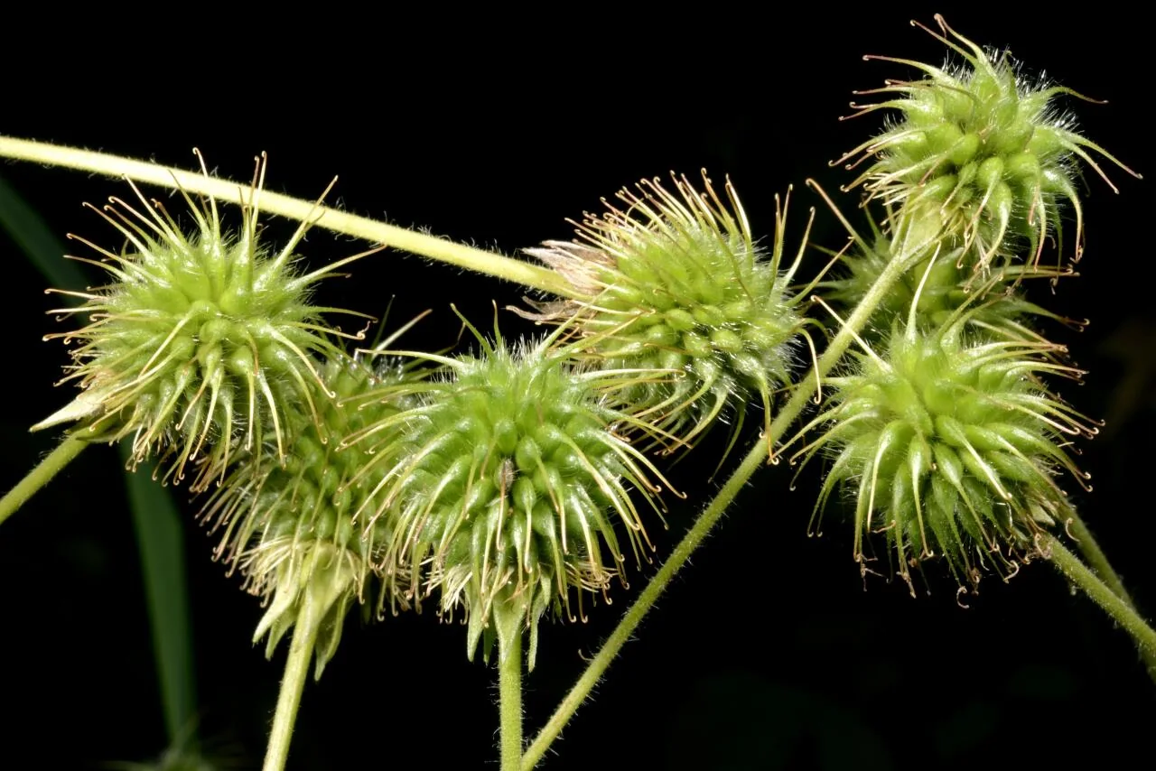 Geum urbanum photograph from the Finnish Biodiversity Information Facility