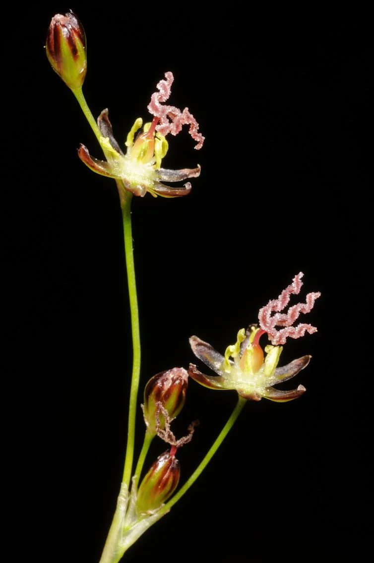 Juncus gerardi photograph from the Finnish Biodiversity Information Facility