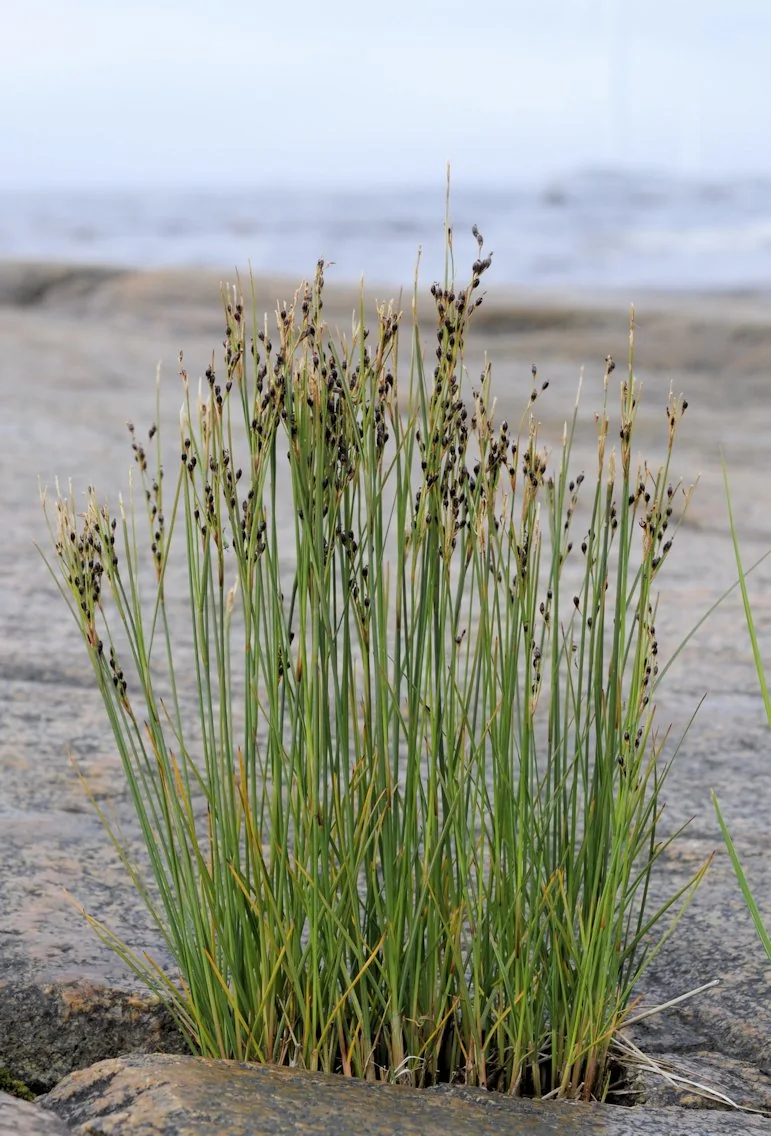 Juncus gerardi photograph from the Finnish Biodiversity Information Facility