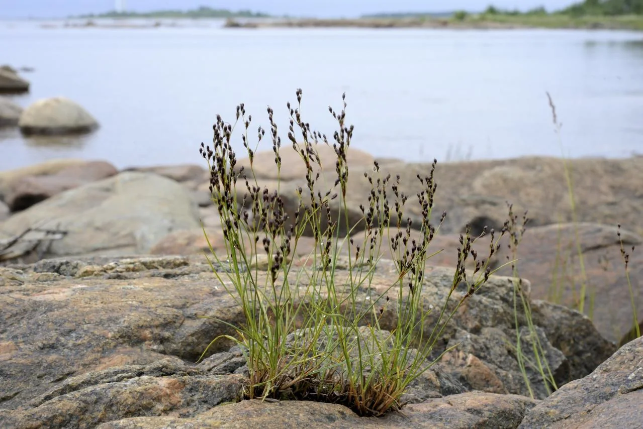 Juncus gerardi photograph from the Finnish Biodiversity Information Facility