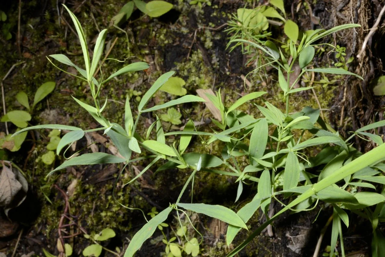Lathyrus pratensis photograph from the Finnish Biodiversity Information Facility