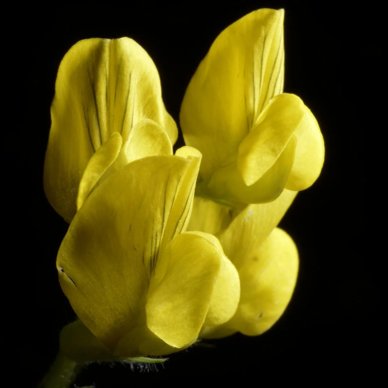 Lathyrus pratensis photograph from the Finnish Biodiversity Information Facility