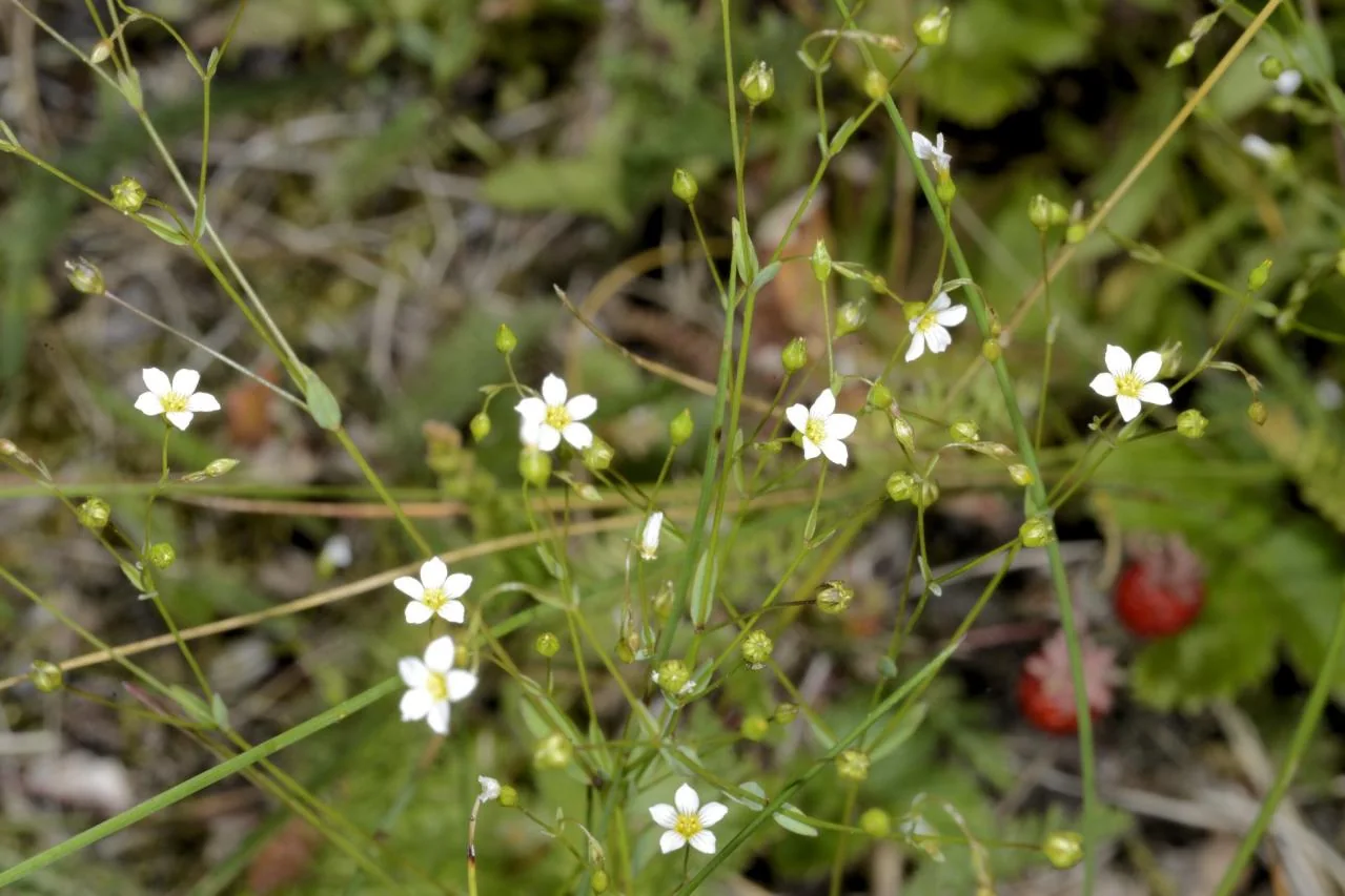 Linum catharticum photograph from the Finnish Biodiversity Information Facility