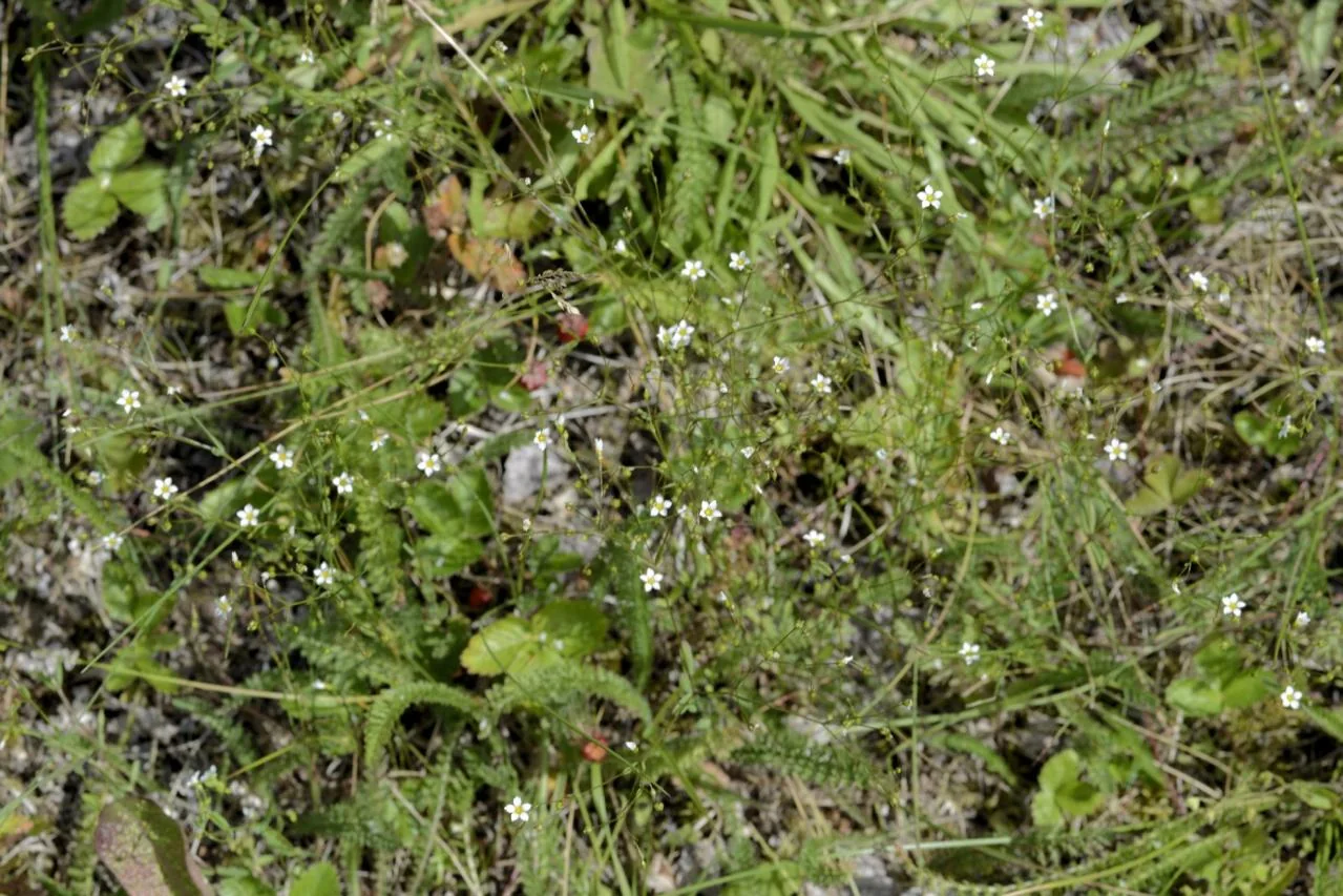 Linum catharticum photograph from the Finnish Biodiversity Information Facility