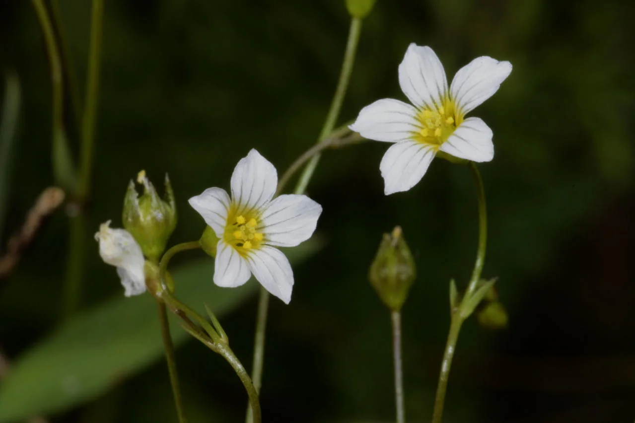 Linum catharticum photograph from the Finnish Biodiversity Information Facility