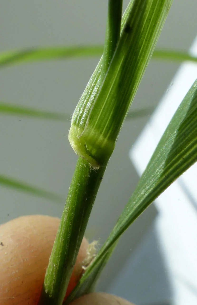Lolium arundinaceum photograph from the Finnish Biodiversity Information Facility
