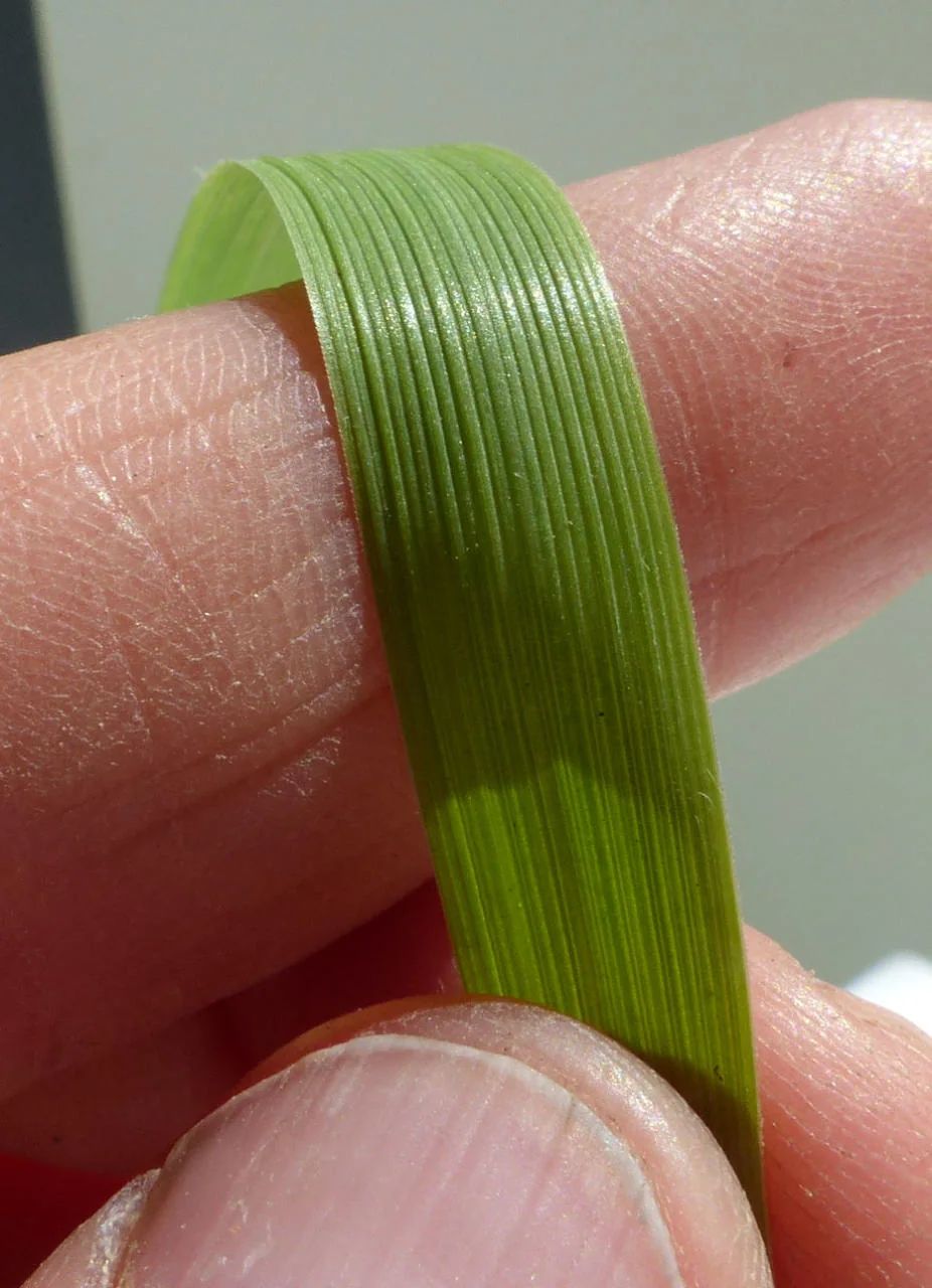 Lolium arundinaceum photograph from the Finnish Biodiversity Information Facility