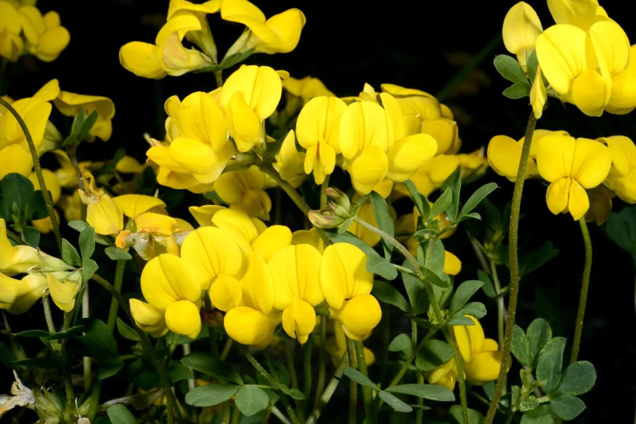 Lotus corniculatus photograph from the Finnish Biodiversity Information Facility