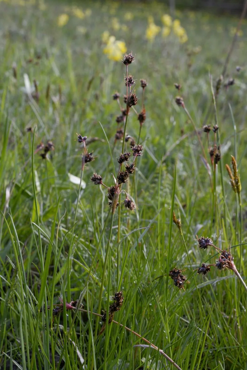 Luzula campestris photograph from the Finnish Biodiversity Information Facility