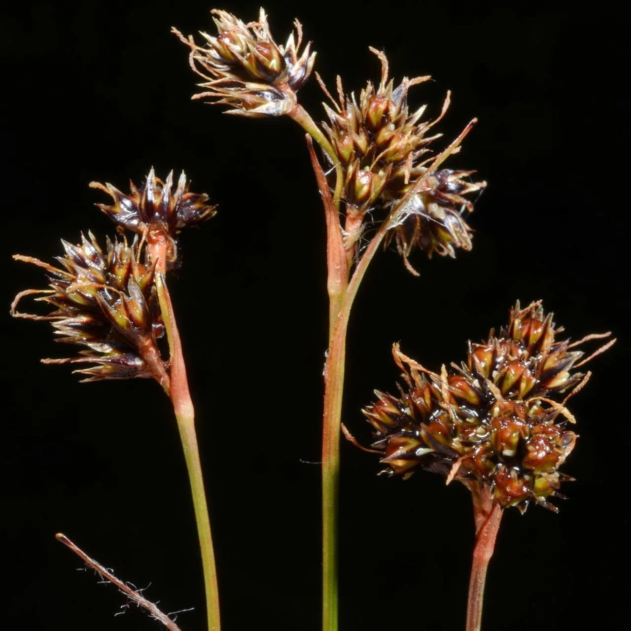 Luzula campestris photograph from the Finnish Biodiversity Information Facility
