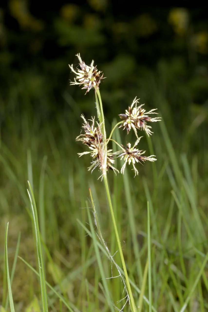 Luzula campestris photograph from the Finnish Biodiversity Information Facility